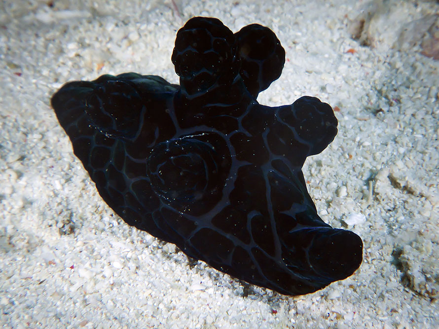 Coriocella nigra